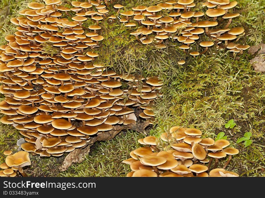 Wild mushrooms growing on musk in the rain forest, alaska