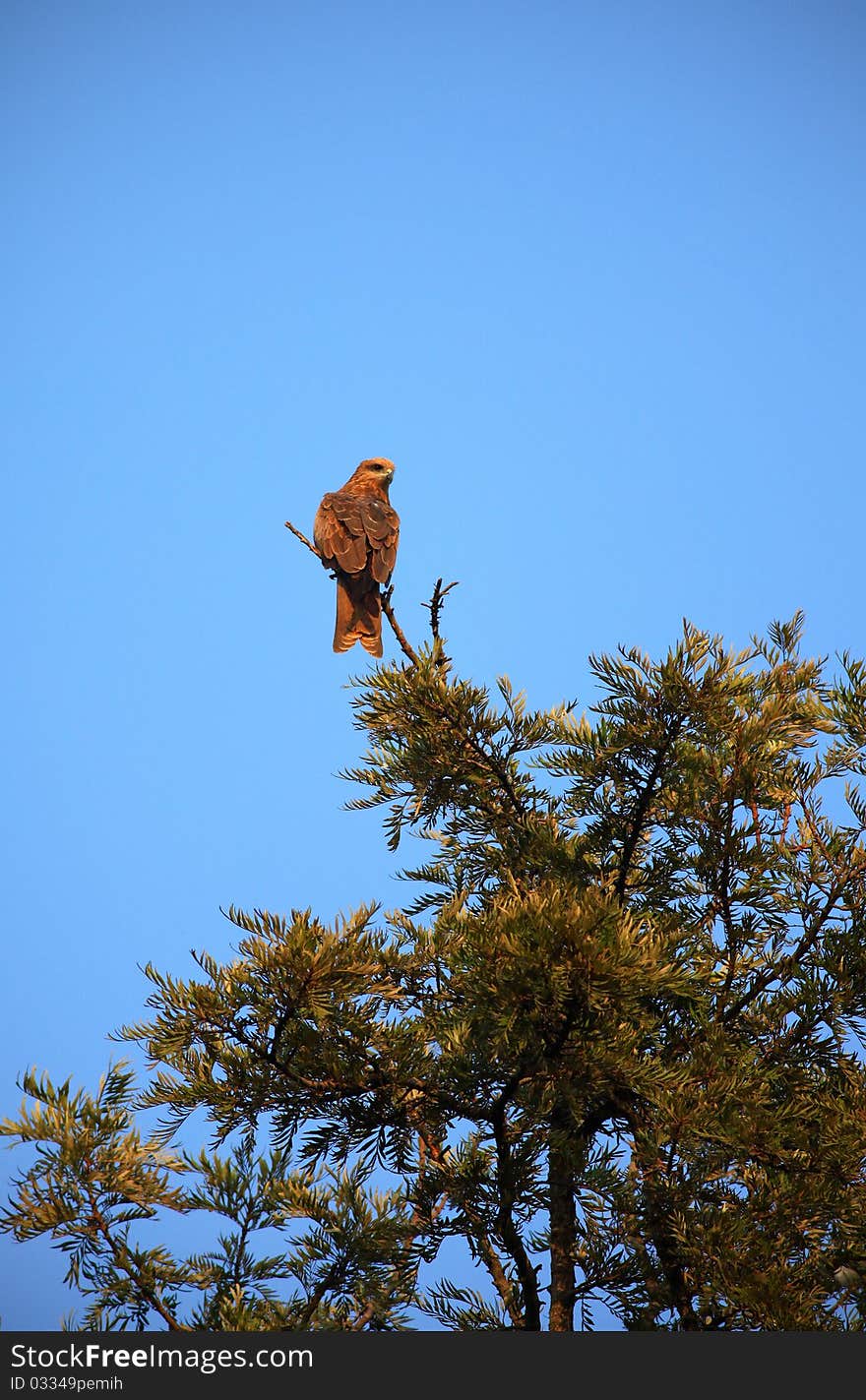 Wild eagle sitting on the top of the tree.