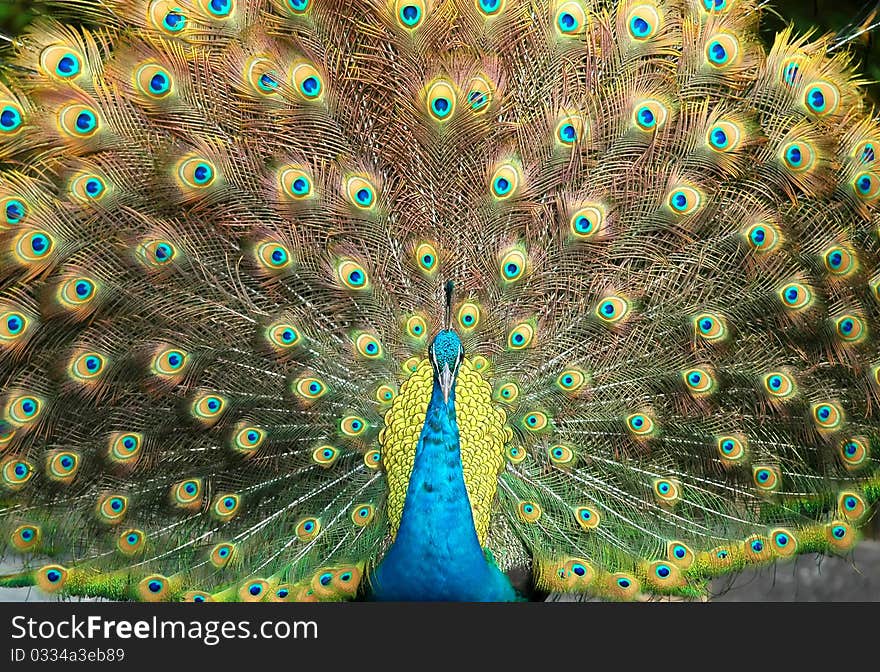 Peacock