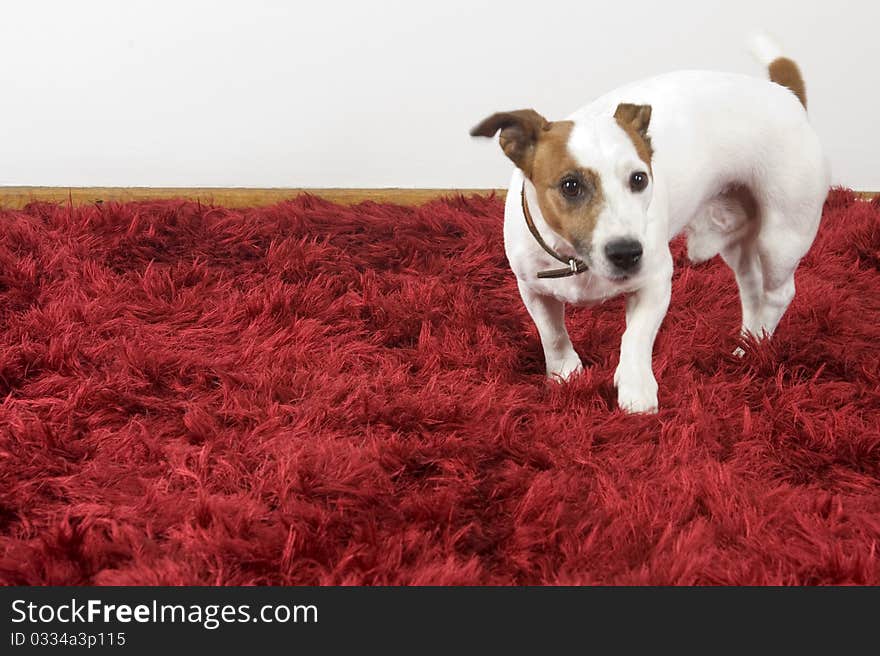 A jack russel terrier on a red carpet. A jack russel terrier on a red carpet