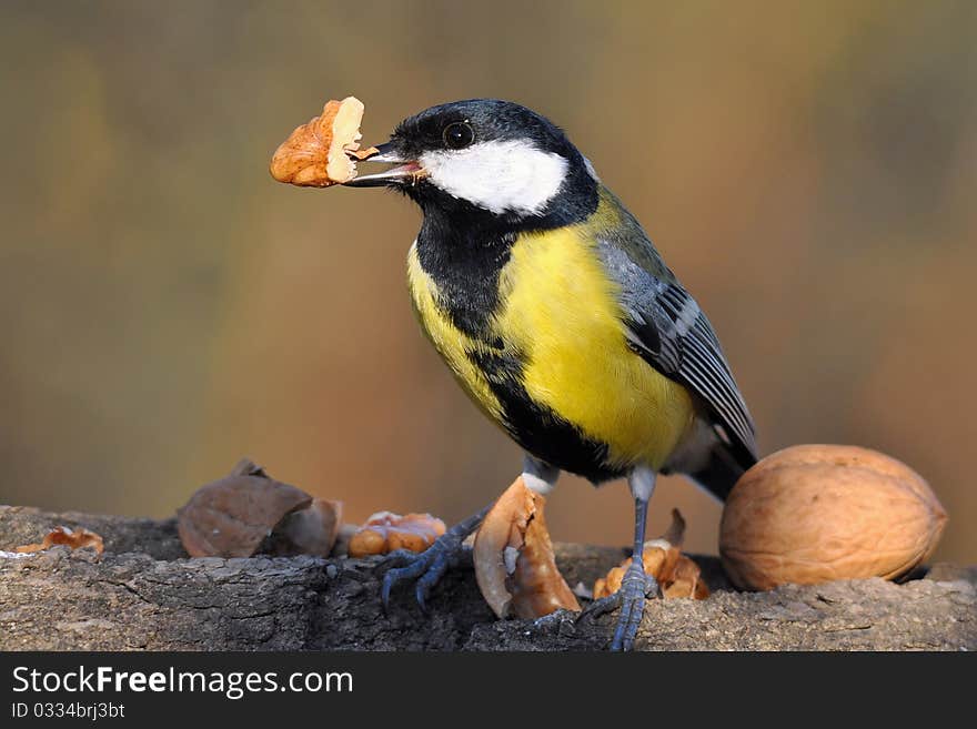 Great tit with nut in bill.