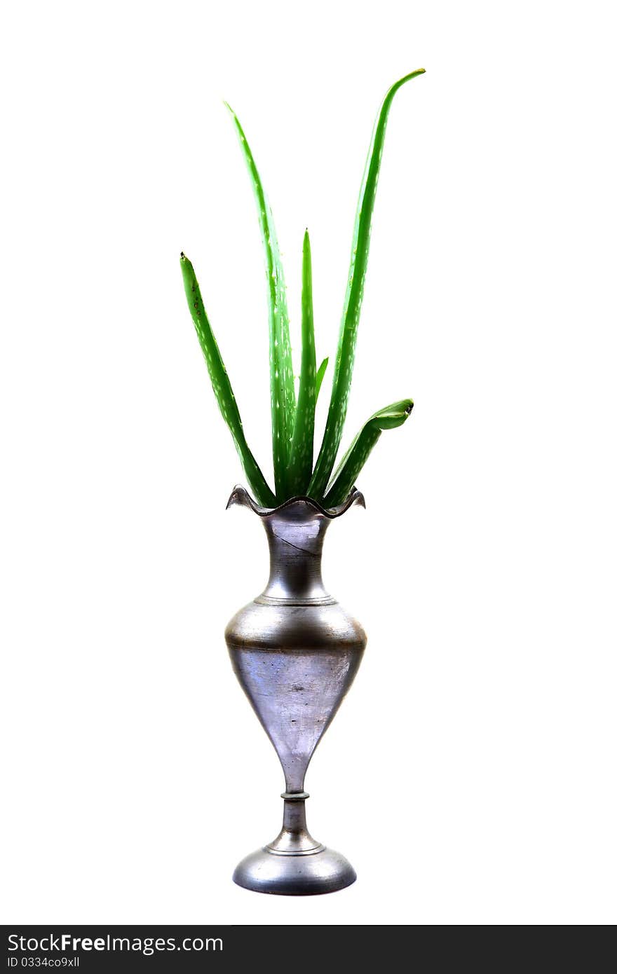 Alovera plant in metal pot isolated on white background.