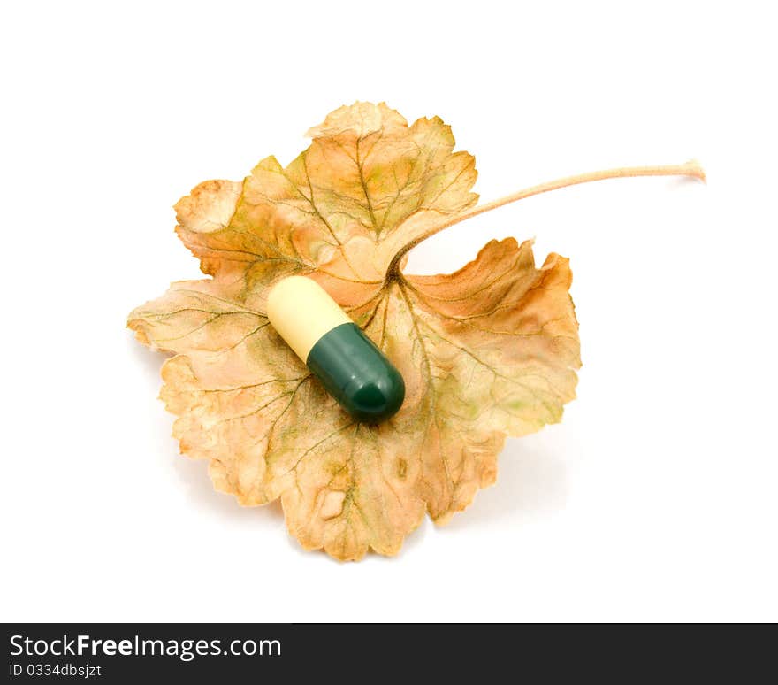 Capsule on a dry leaf on a white background. Capsule on a dry leaf on a white background.