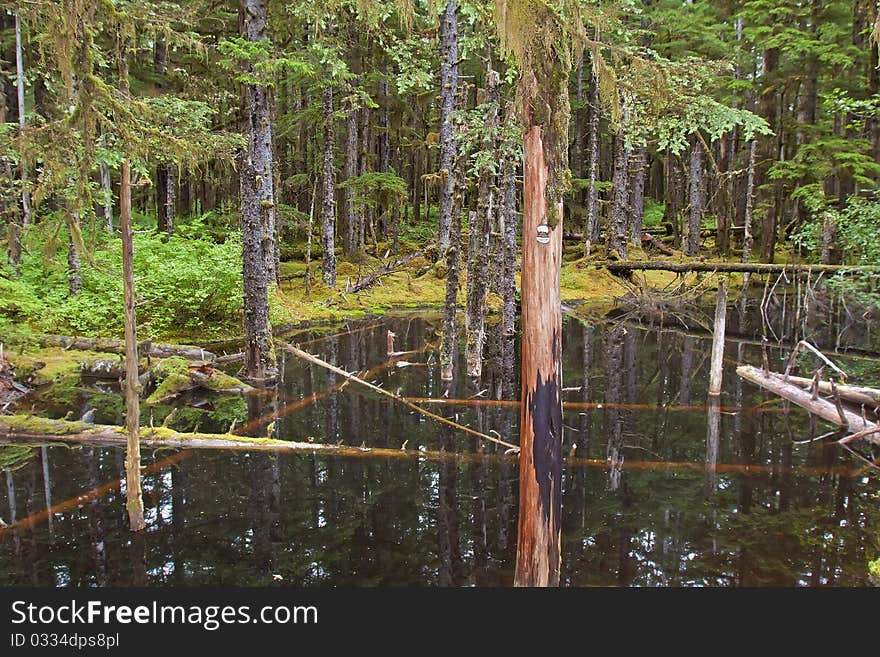 A pluvial forest in alaska