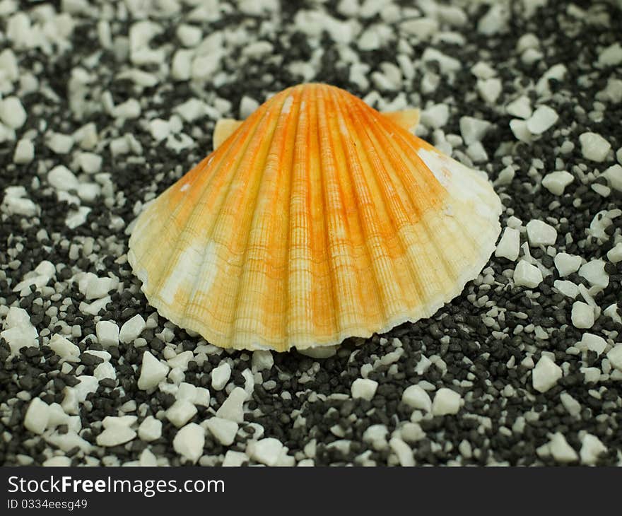 Shell on black and white background. Shell on black and white background