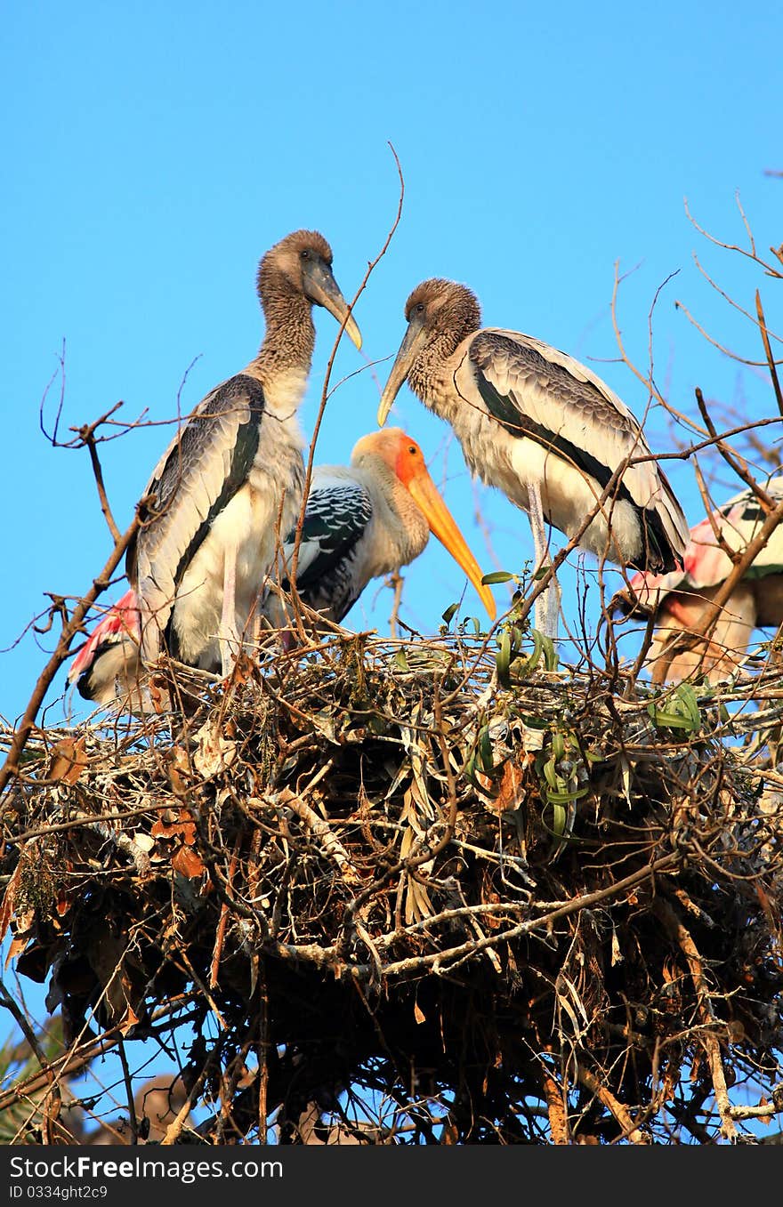 Painted stork family