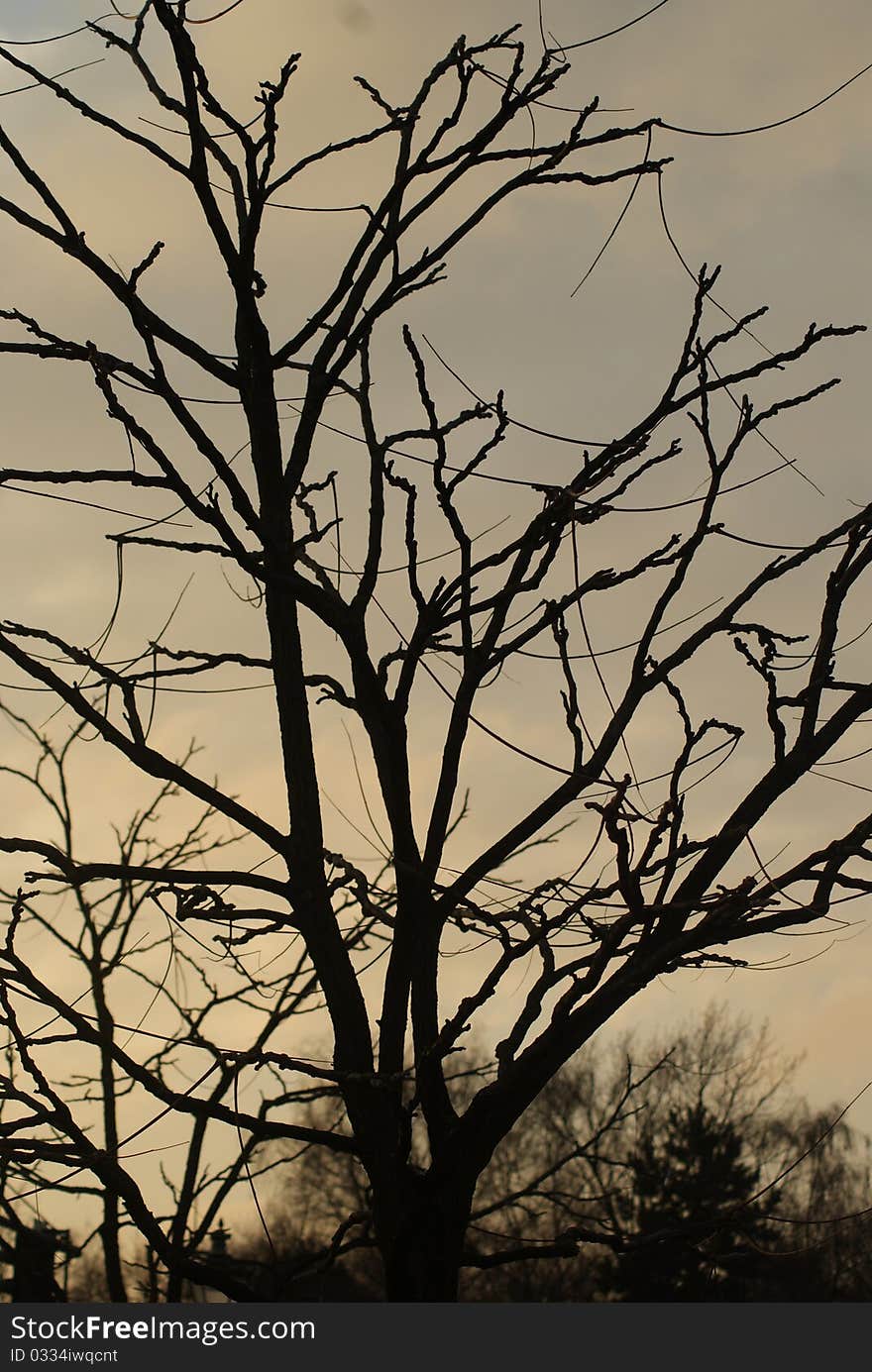 Tree At Sunset