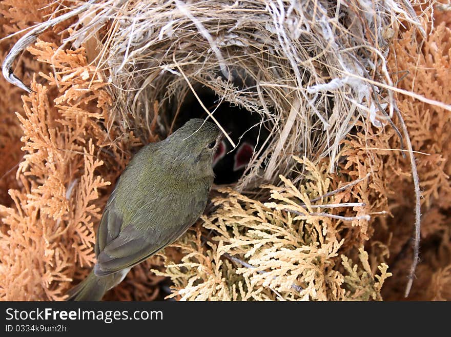 Bird's nest with young