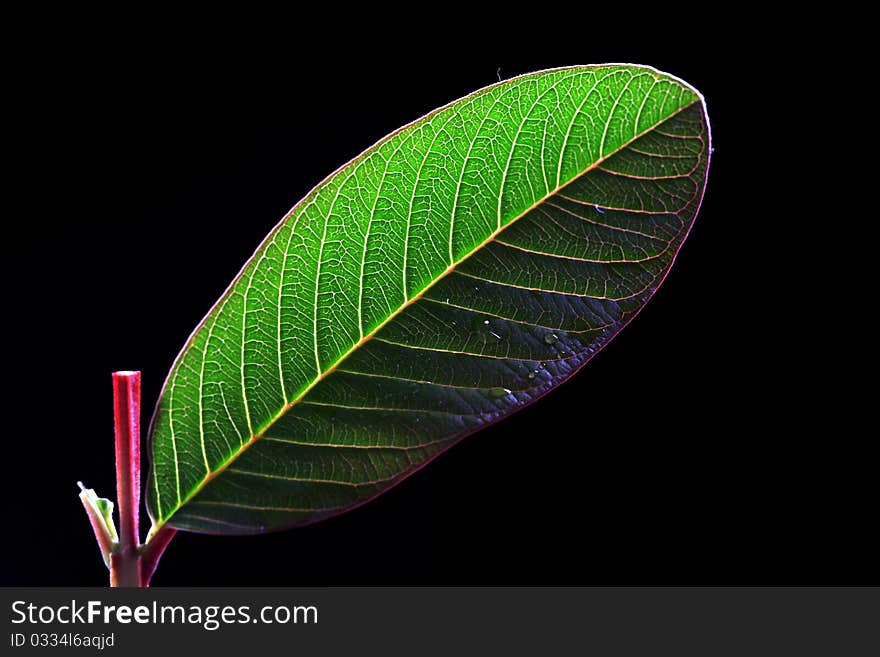 Concept pic of guava leaf with black background.