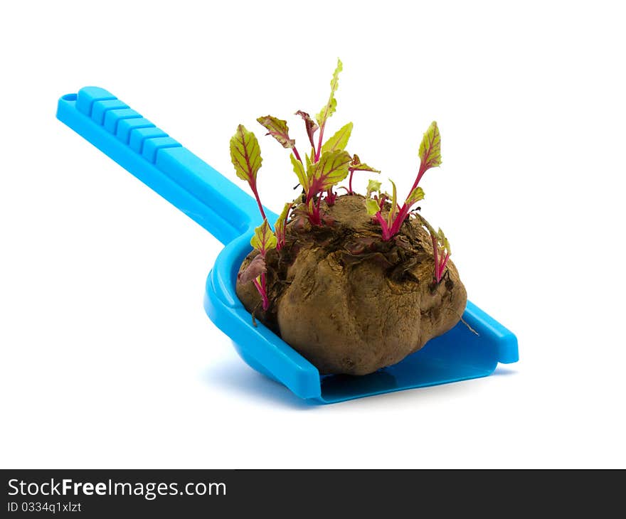 Sprouted beets on his shovel on a white background