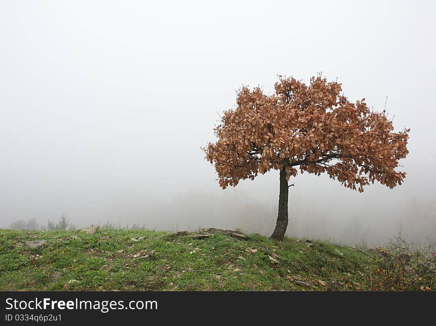 Naturally miniaturized oak tree with dry leaf against a white, foggy background. Naturally miniaturized oak tree with dry leaf against a white, foggy background