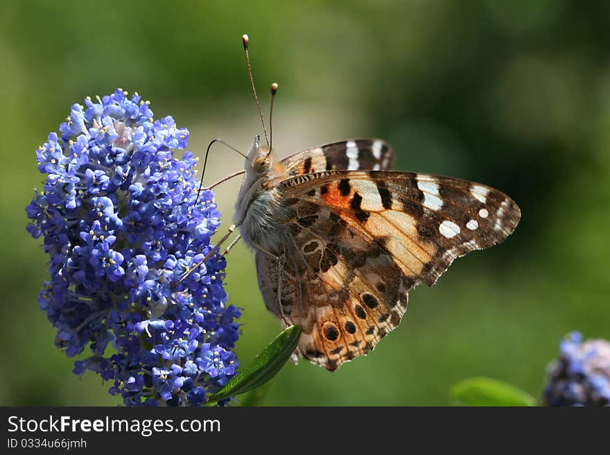 A beautiful butterfly on a blue flower.