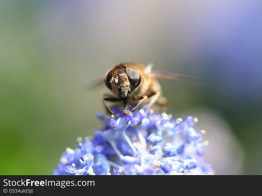 A honeybee on a blue flower