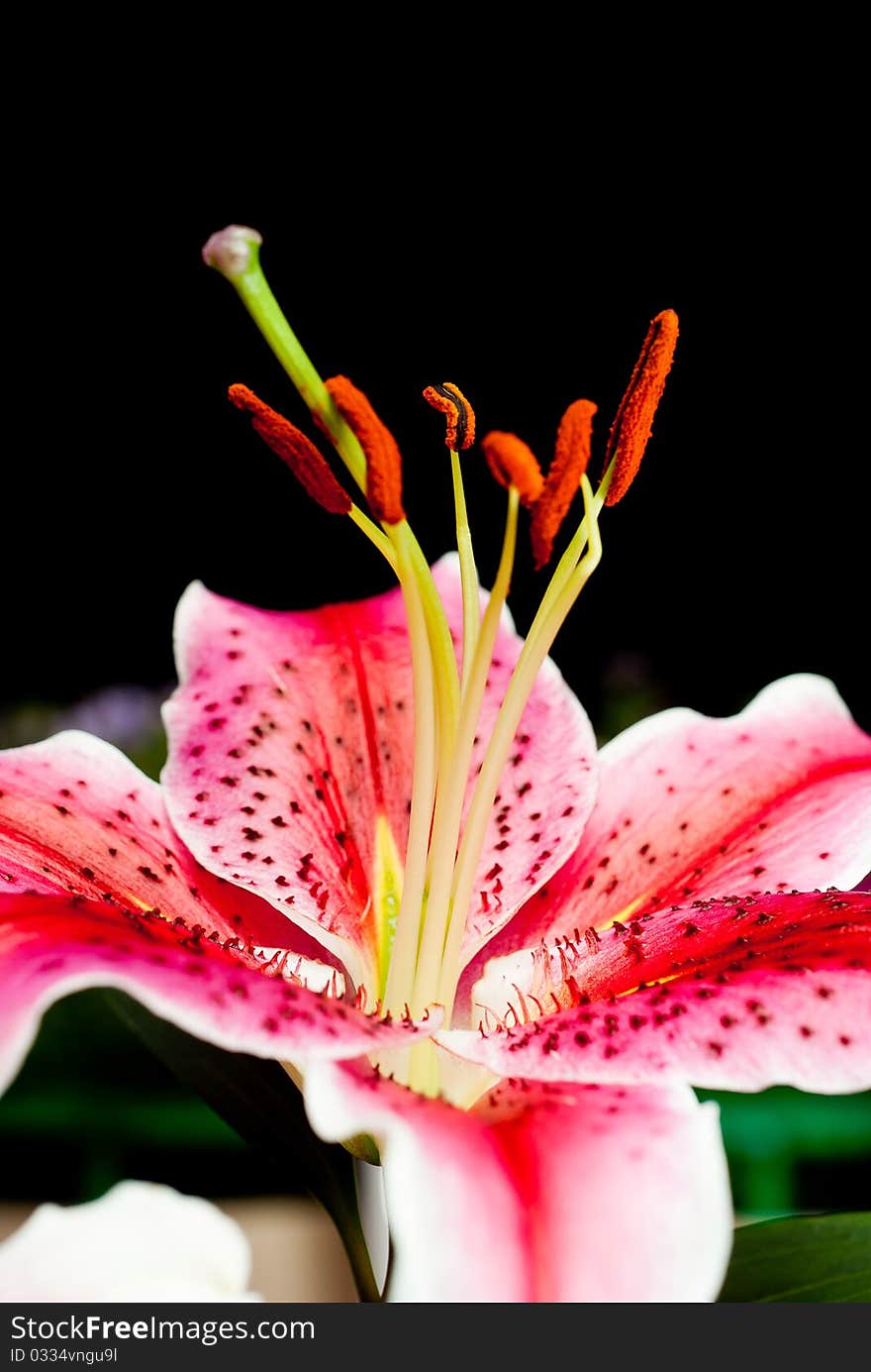 Blooming pink hibiscus on black