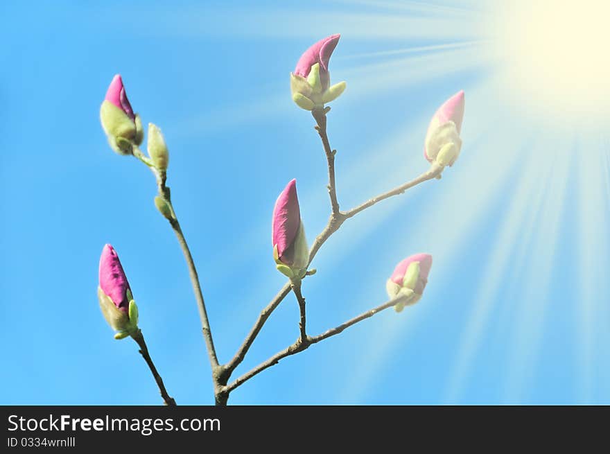 Unblown spring magnolia buds against blue sky. Unblown spring magnolia buds against blue sky