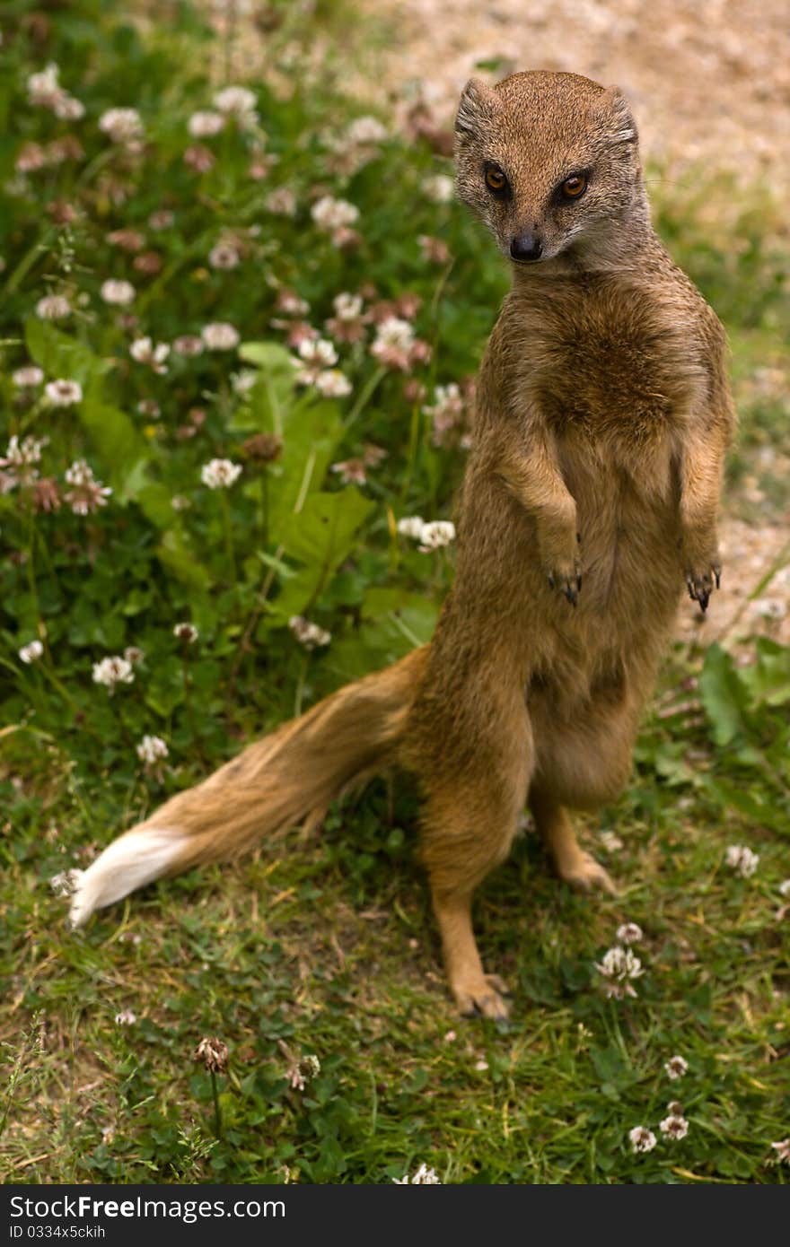 Yellow Mongoose (Cynictis penicillata) standing on grass