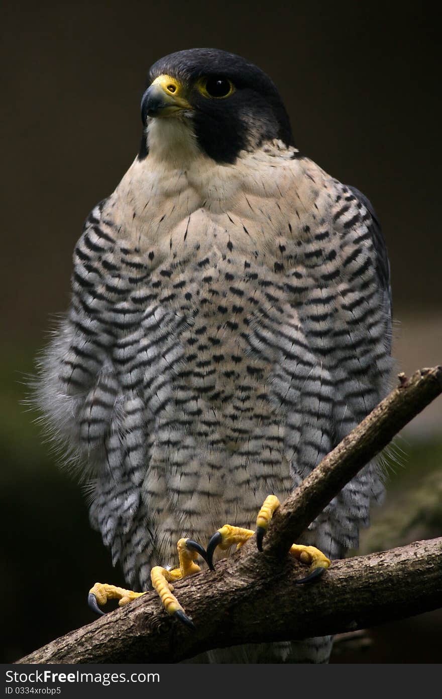 Closeup of a falcon against a blurred background.