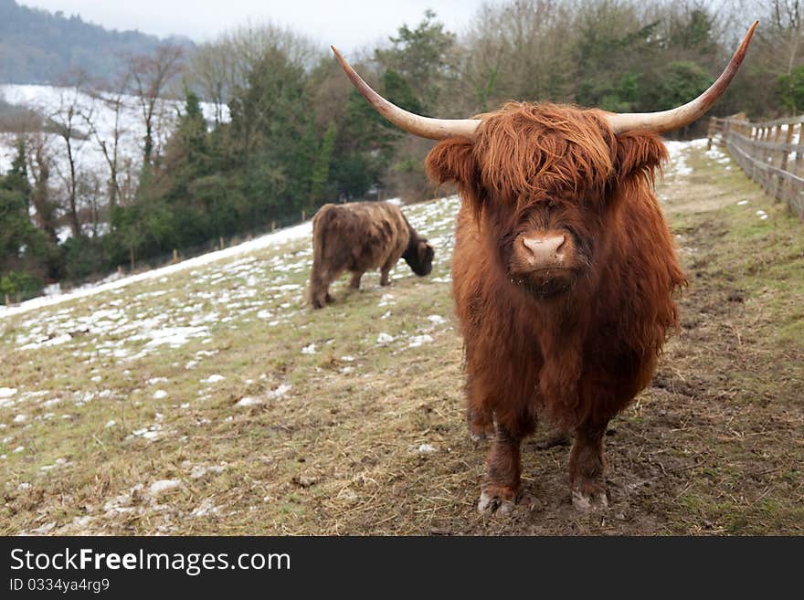 A brown highland cow with long horns looks directly at camera. A brown highland cow with long horns looks directly at camera.