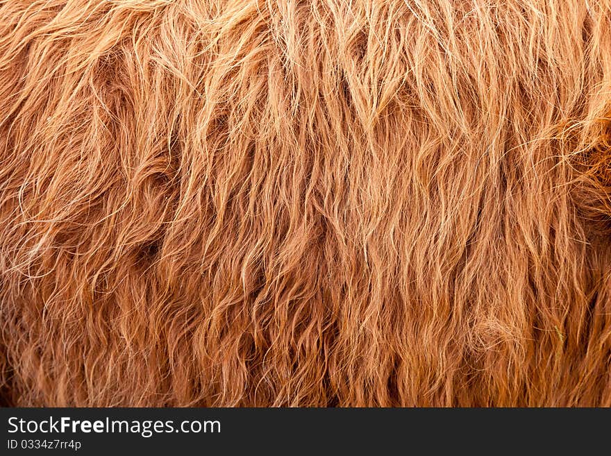 Cow Hair Full Frame