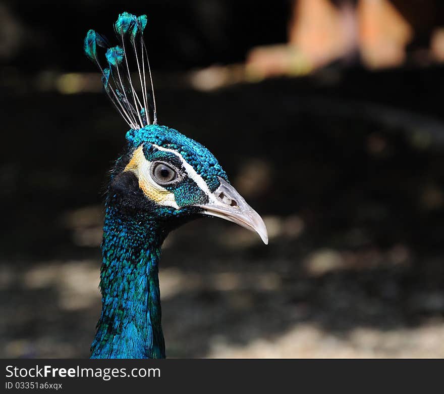 Closeup of a colorful peacock head on dark background