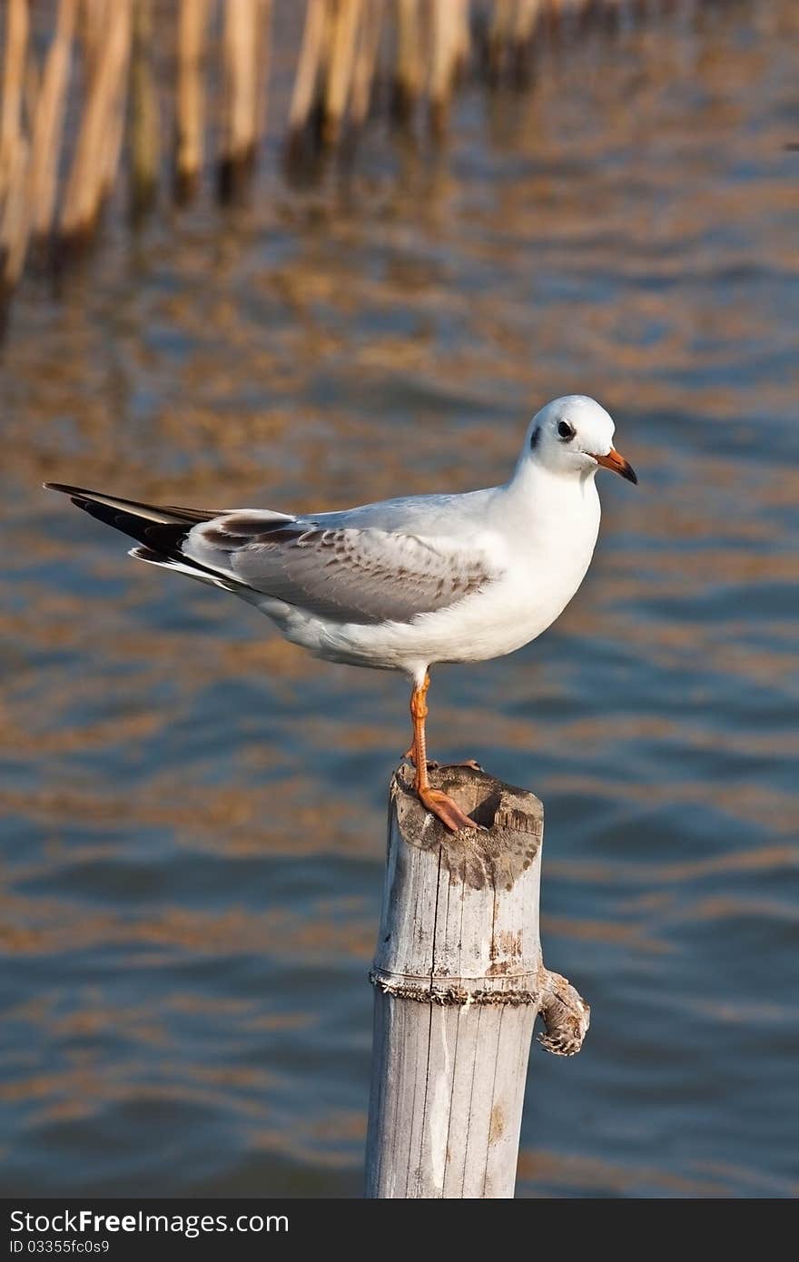 Seagull bird standing on a bamboo post