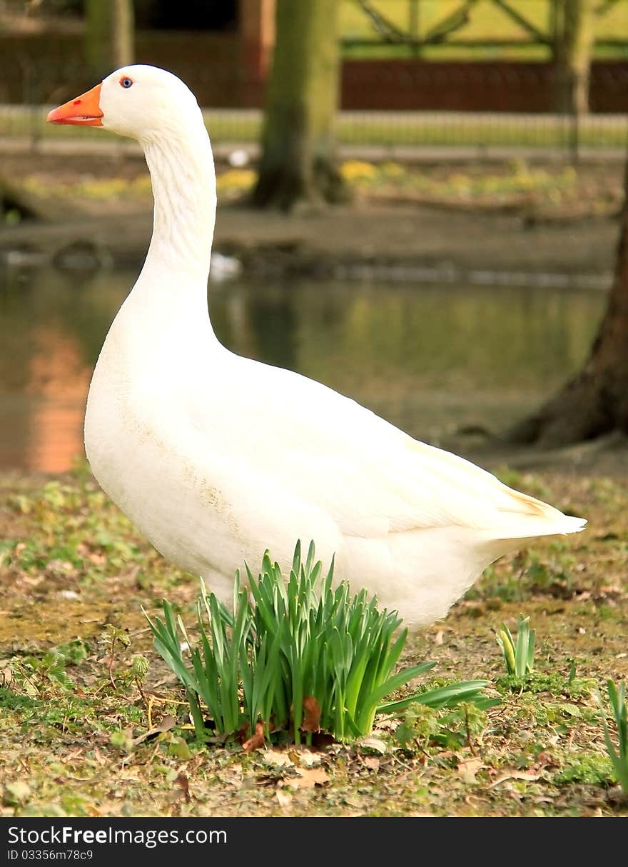 Image of a white goose in a park on a hot sunny day. Image of a white goose in a park on a hot sunny day