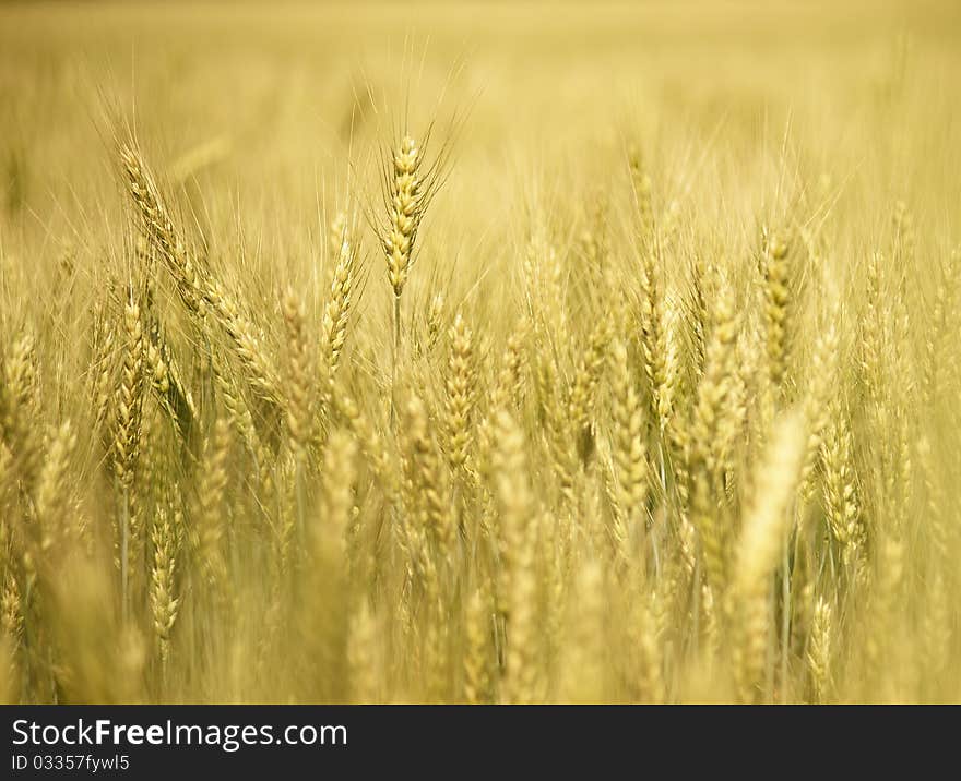 Golden Field Of Wheat