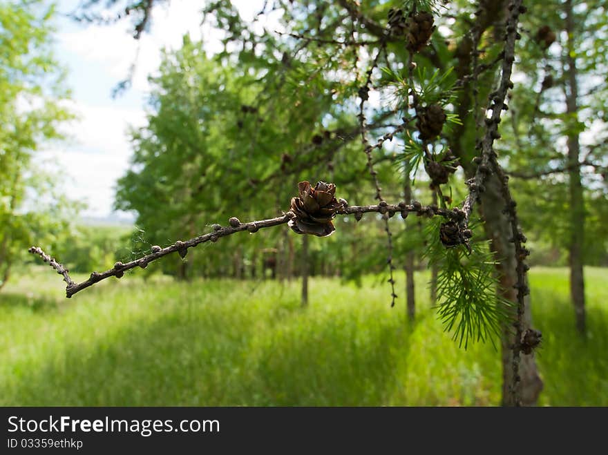 Green strobiles on branch with buds of fir tree. Green strobiles on branch with buds of fir tree