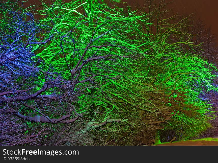 Snow-covered trees with color illumination at night in winter. Snow-covered trees with color illumination at night in winter