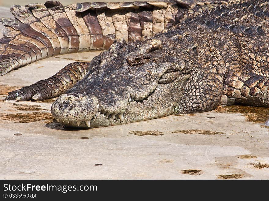 Crocodile in farm Bangkok Thailand