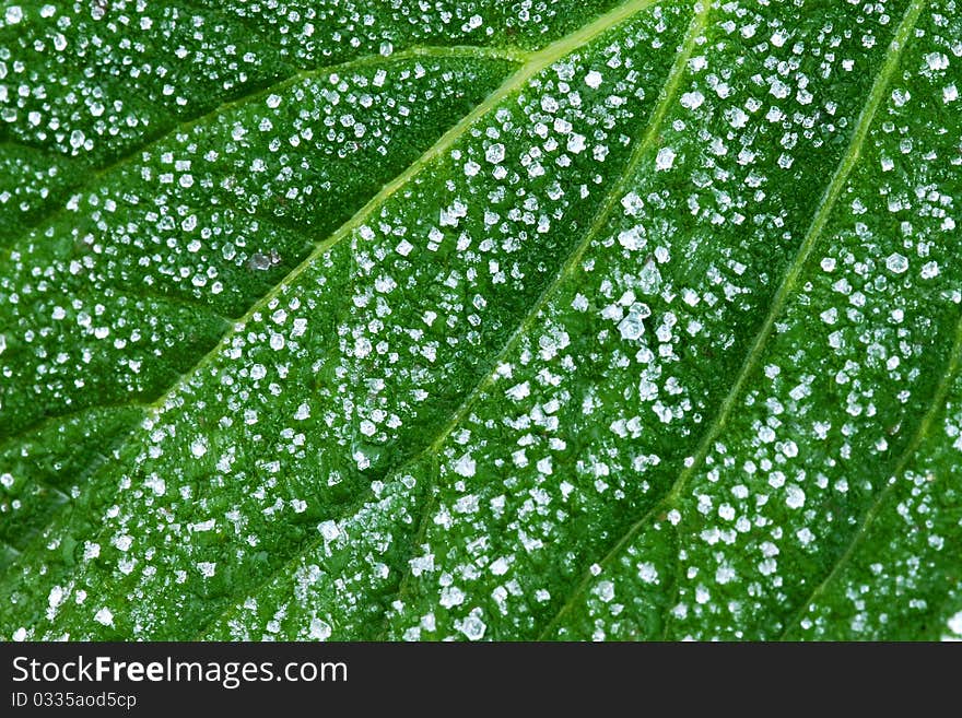 Icy Leaf