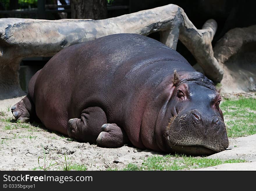 Big hippopotamus in the ZOO