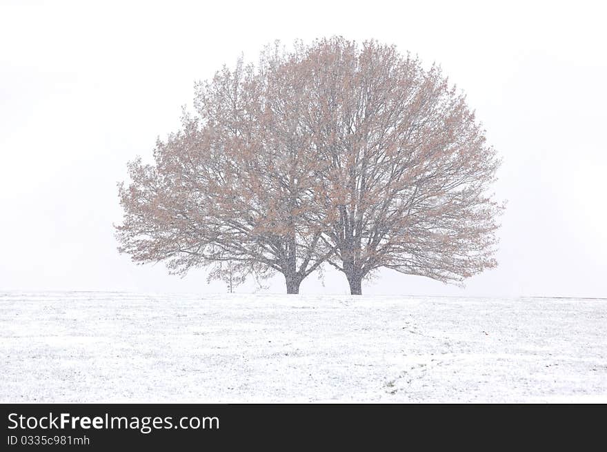 Remoate autumn tree during snowfall. Remoate autumn tree during snowfall