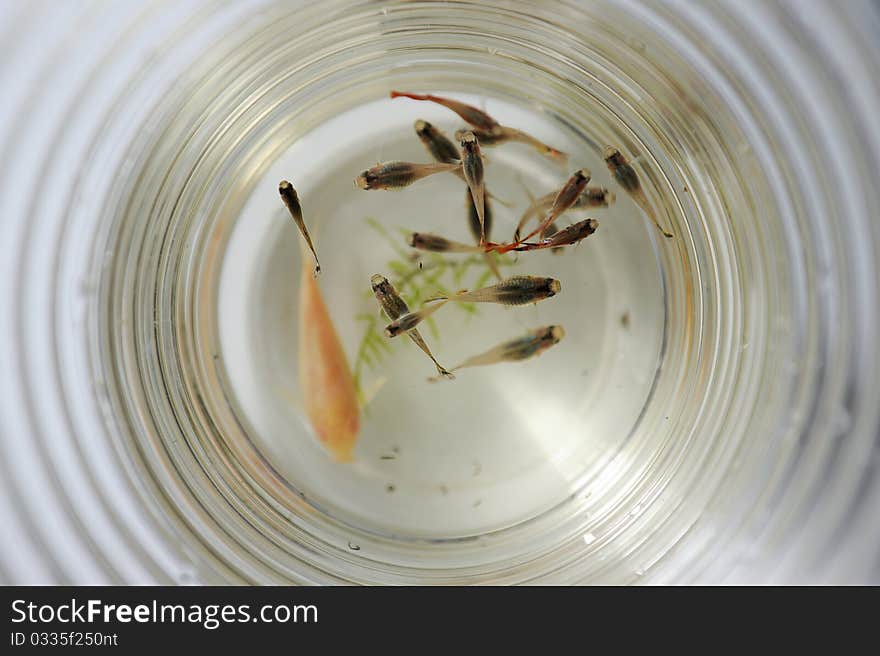 A few small fish in a round container.