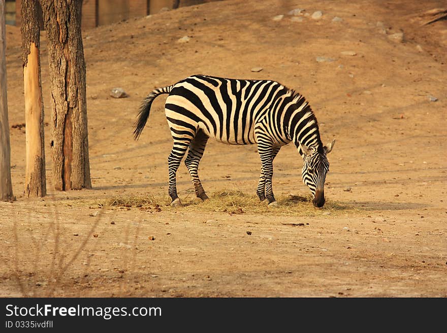 A zebra is eating grass