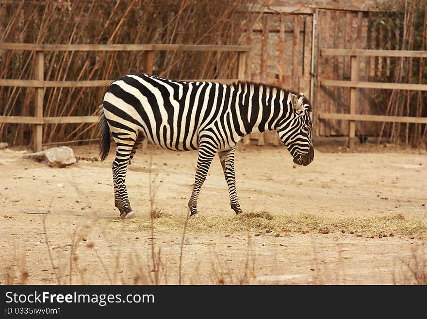 A zebra is eating grass