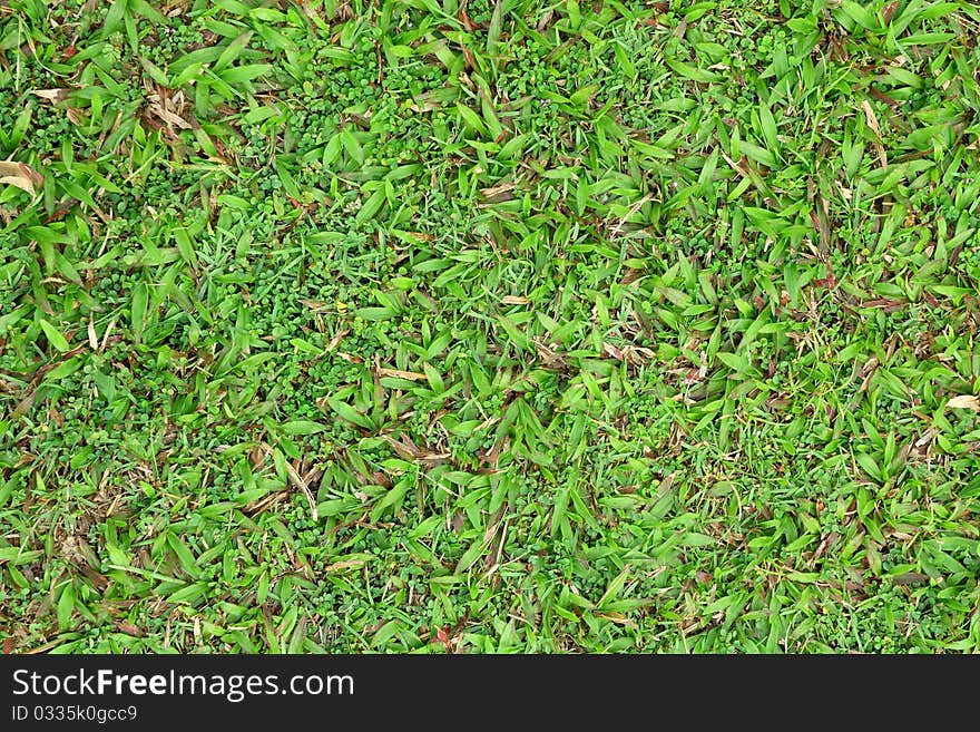 Green cow grass texture background. Green cow grass texture background