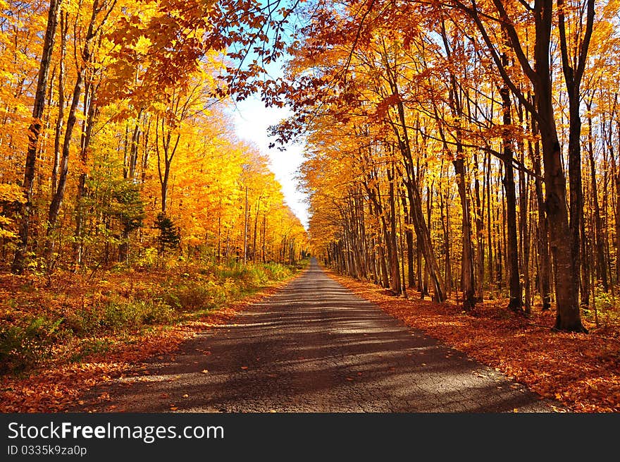 Fall's leaves of pictured rocks. Fall's leaves of pictured rocks