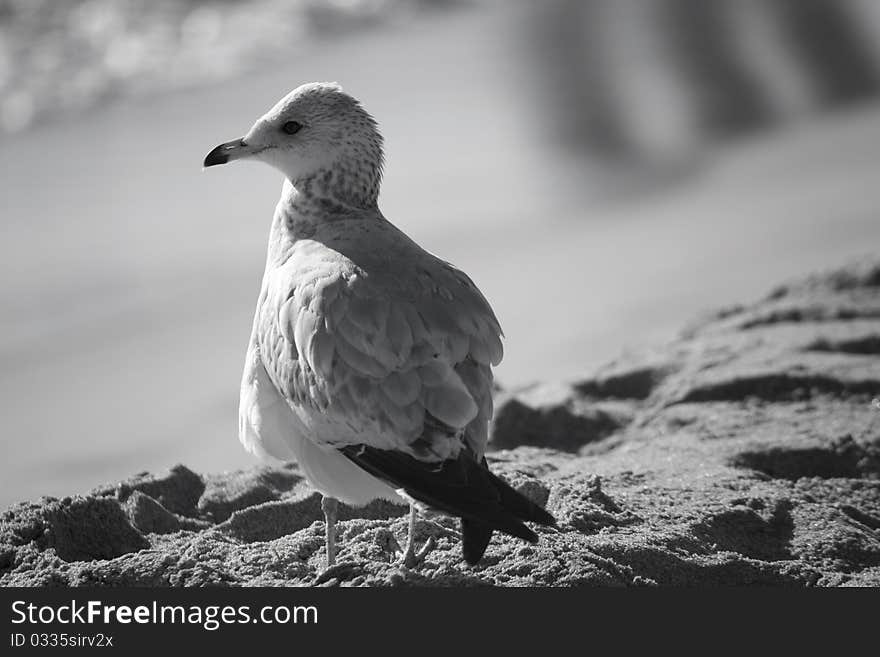 Bird on Sand