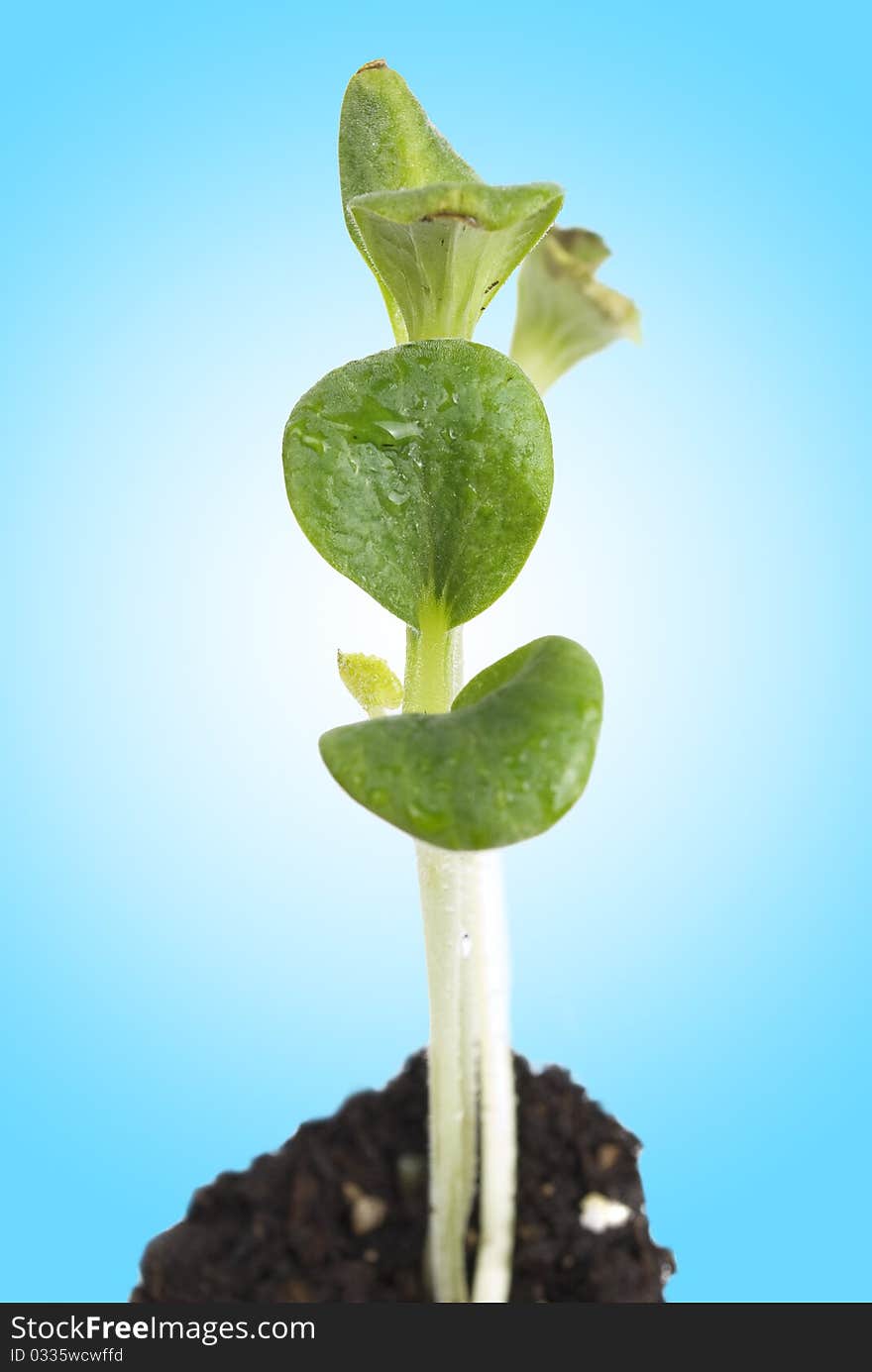 Seedling pumpkin growing from soil on the blue gradient background. Seedling pumpkin growing from soil on the blue gradient background.