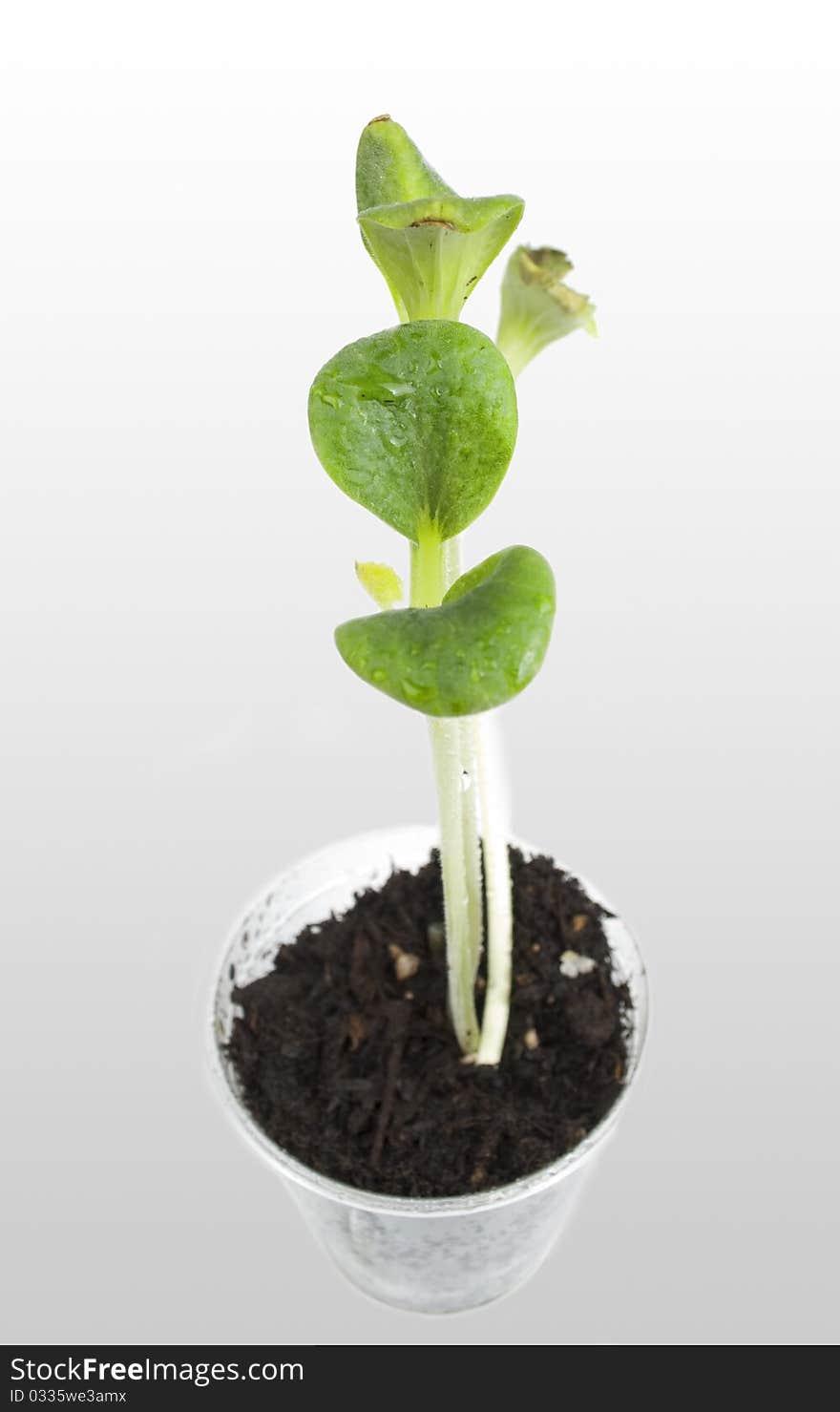 Seedling pumpkin growing from soil on the gray gradient background. Seedling pumpkin growing from soil on the gray gradient background.