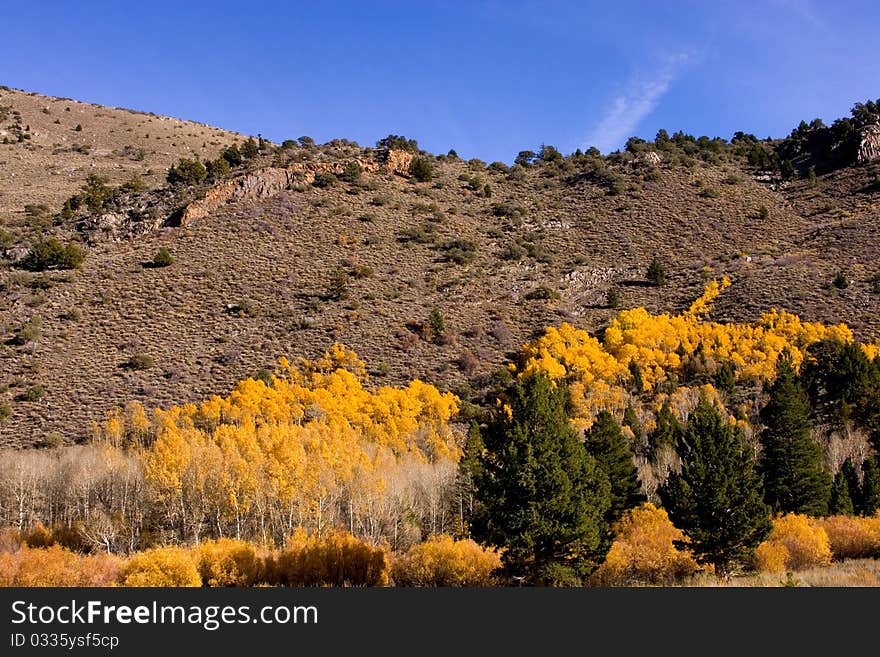 Fall Colors In The Eastern Sierra