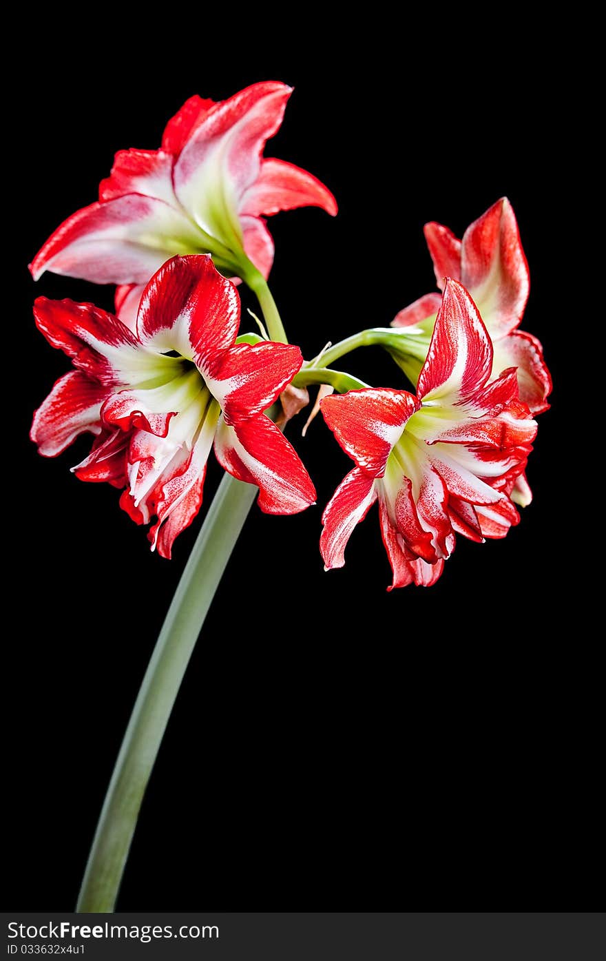 Hippeastrum, Amaryllis.