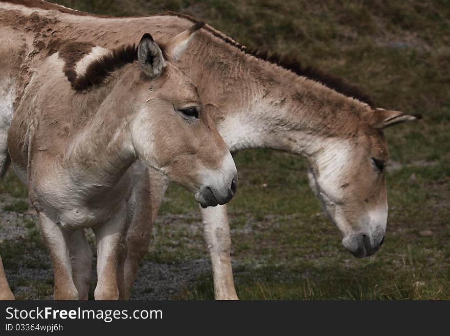 The couple of wild asian asses, also called as onagers. The couple of wild asian asses, also called as onagers.