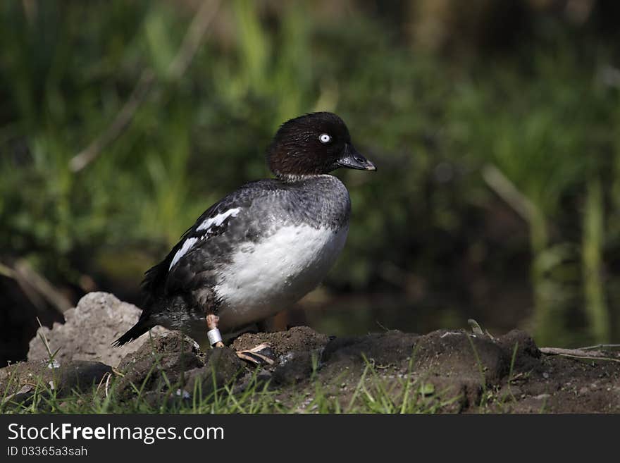 The Tufted Duck, Aythya fuligula, is a medium-sized diving duck.