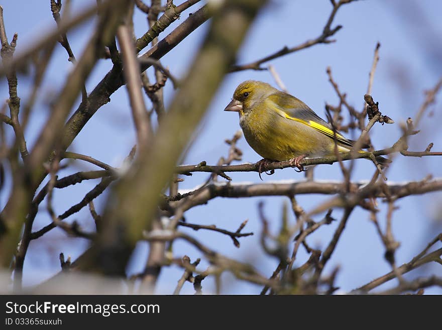 The european greenfinch (Carduelis chloris) sitting on the branch in winter.