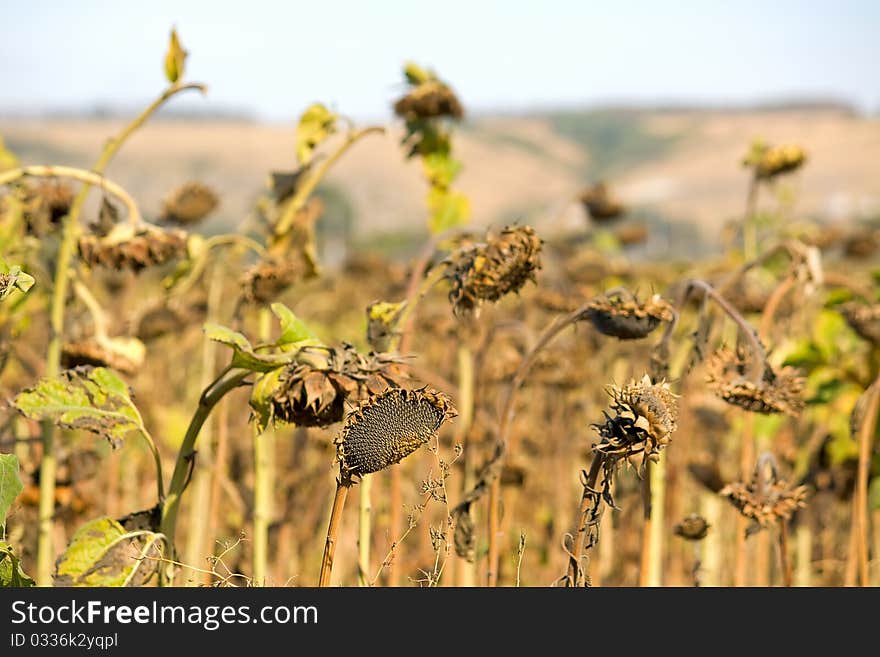 Sunflower Field