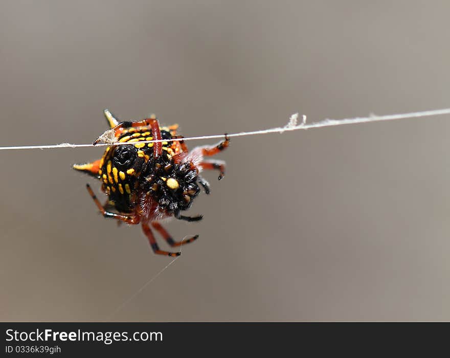 Spider working on a spidernet. Spider working on a spidernet