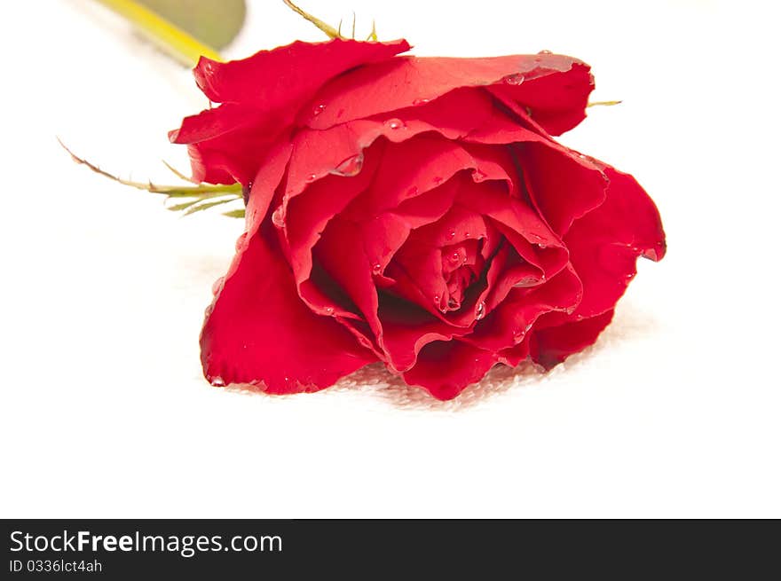 Red roses on a white towel in spa center