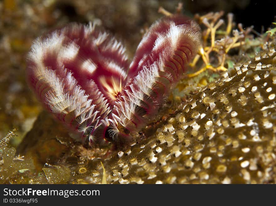 Underwater off the coast of Roatan Honduras a Split-crown feather duster worm